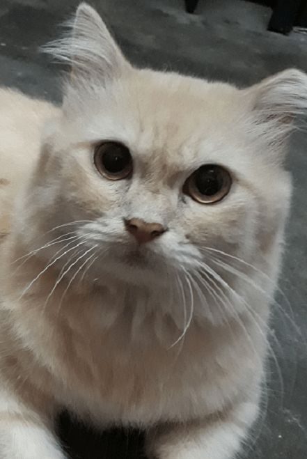 A Cute Persian Cat
