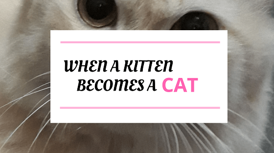 When A Kitten Becomes A Cat